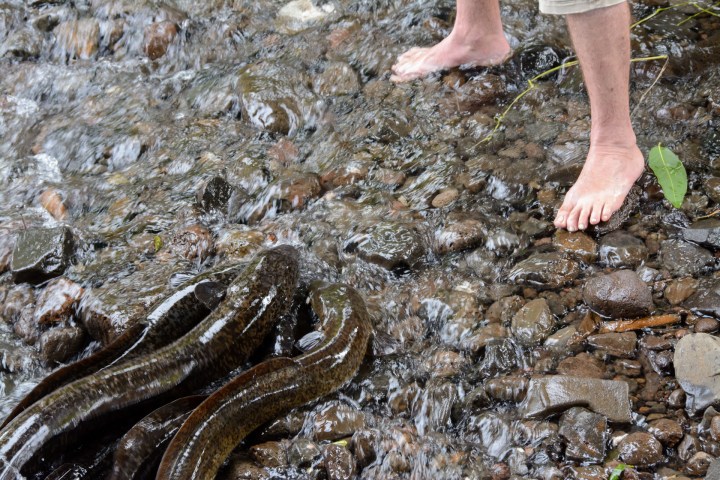 2016 05 19 FP Cruise - Huahine Island Tour (195)
