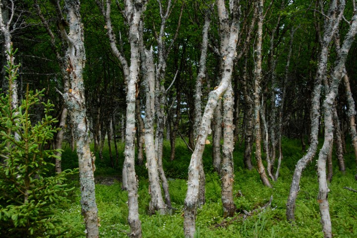 birch-trees