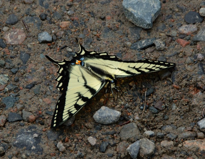 butterfly-on-rocks
