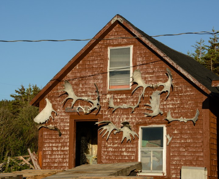 dingwall-nova-scotia-moose-antlers