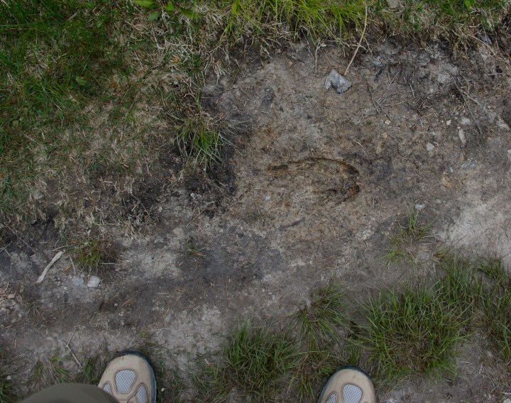 moose-track