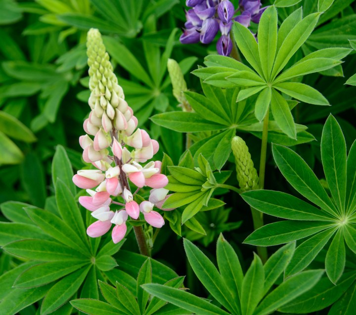 pink-lupines