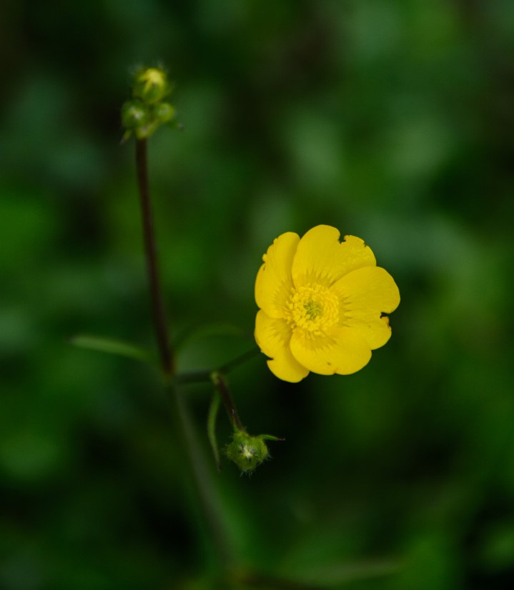 yellow-flower-single