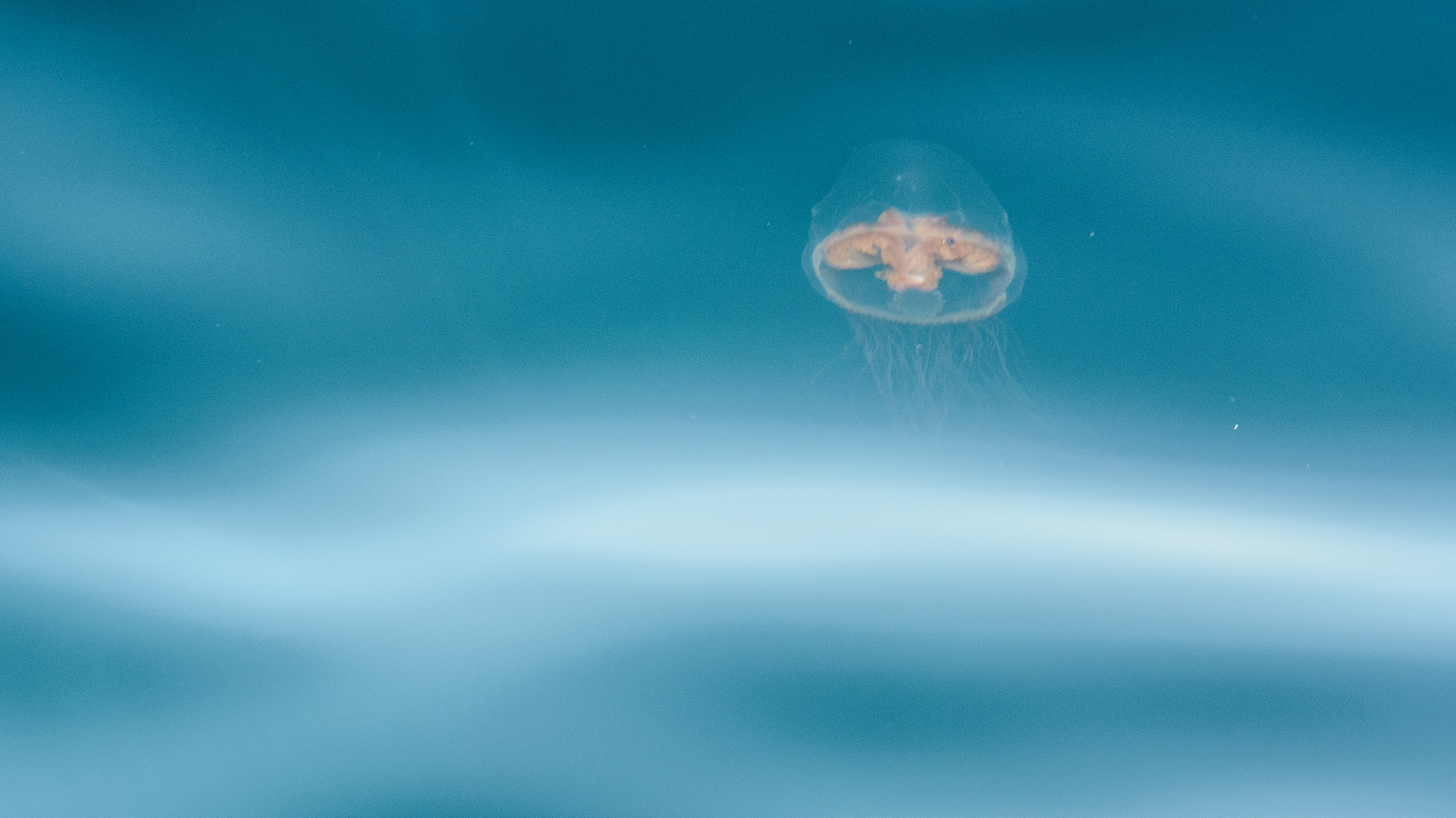 jellyfish