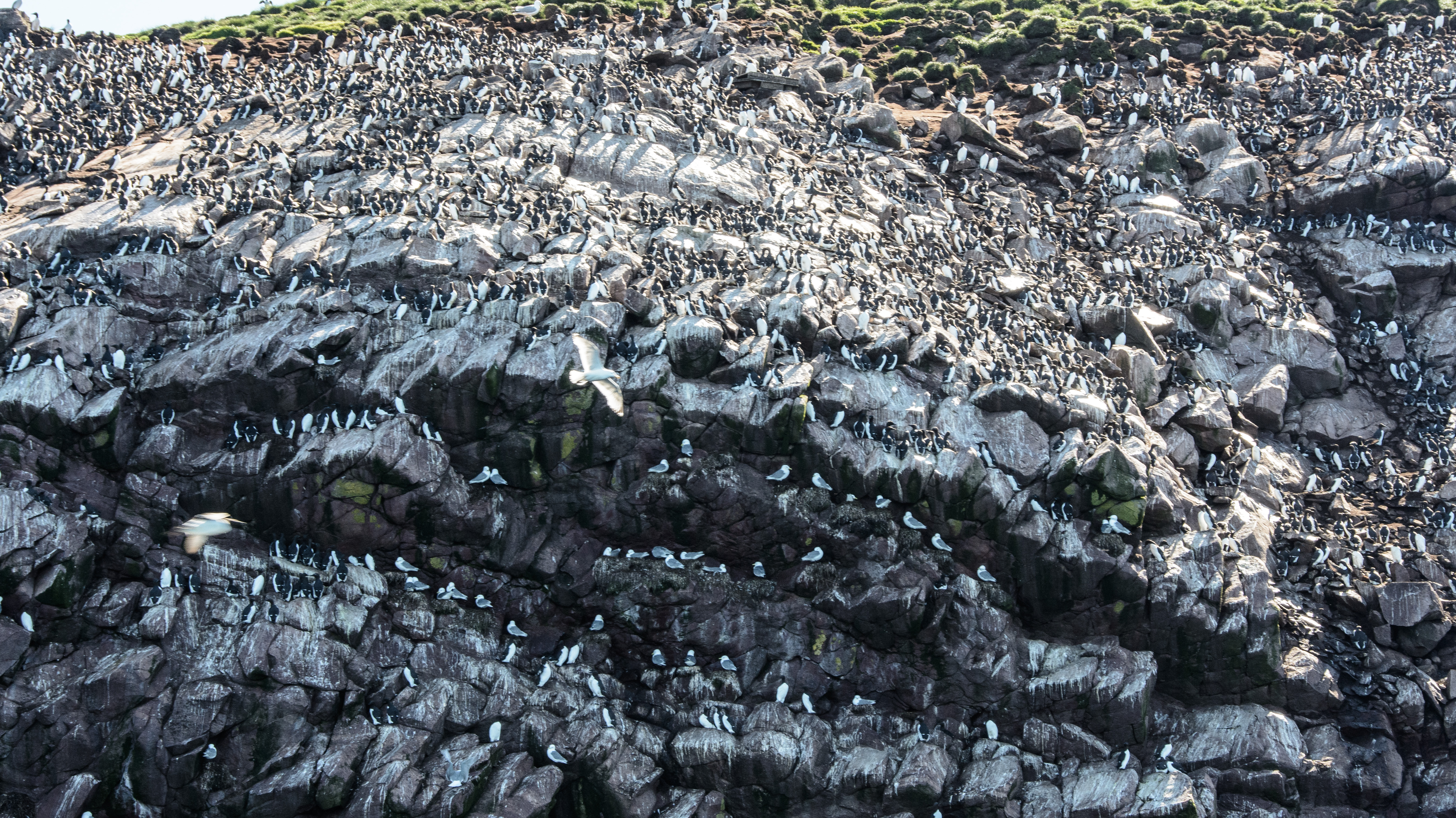 lots-of-birds-on-the-rock