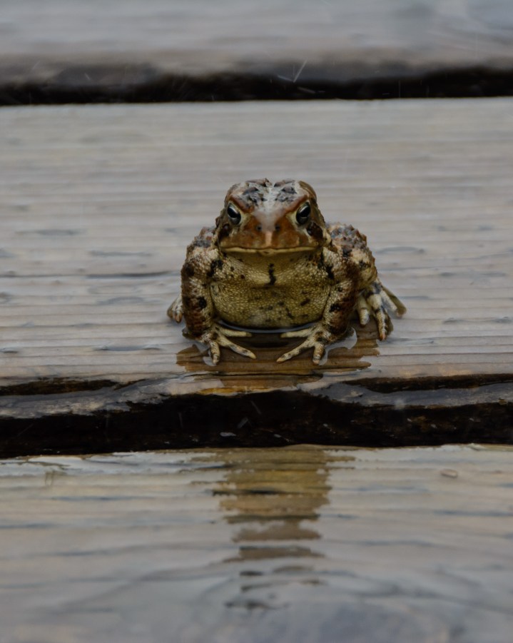newfoundland-fjords-2371