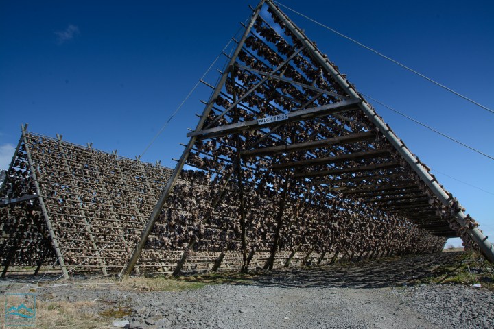 Norway 2017 drying fish-121