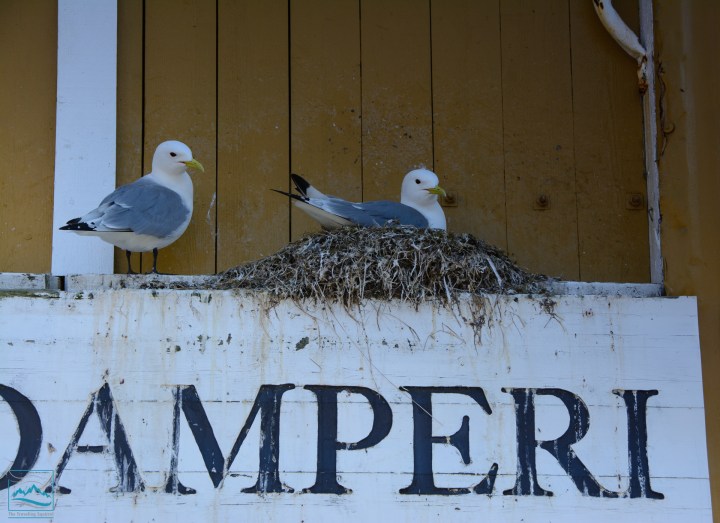 Norway 2017 Nusfjord fishing village-172