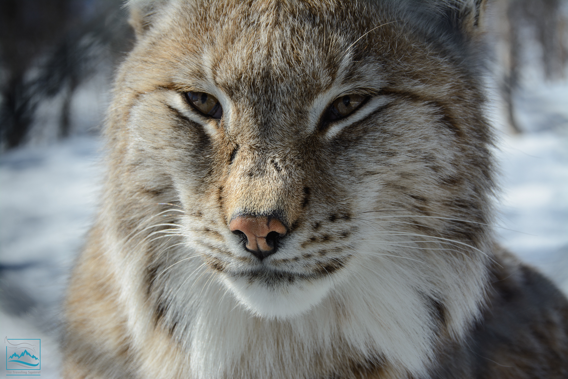 Norway 2017 Polar Park Lynx-146